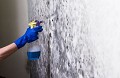 Mold Experts of York